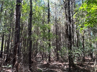 Young Pine Land W/ Utilities on Road near El Dorado, AR - image 9