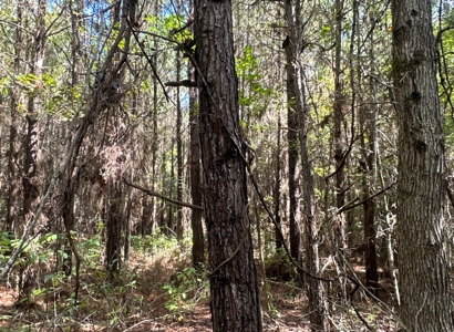 Young Pine Land W/ Utilities on Road near El Dorado, AR - image 13