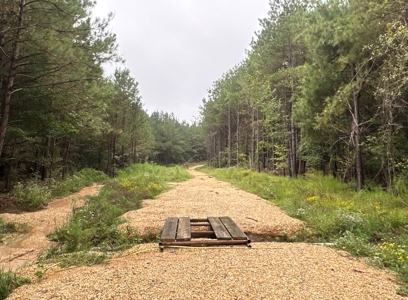 Young Pine Land W/ Utilities on Road near El Dorado, AR - image 11