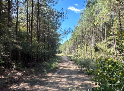 Young Pine Land W/ Utilities on Road near El Dorado, AR - image 3