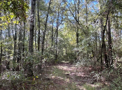Young Pine Land W/ Utilities on Road near El Dorado, AR - image 18