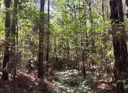 Young Pine Land W/ Utilities on Road near El Dorado, AR - image 12
