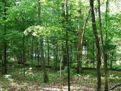 Lakefront Acreage For Sale in Fulton County, Arkansas - image 3