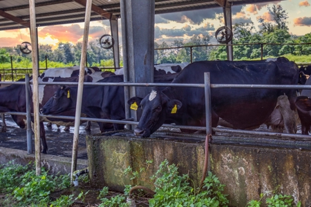 695 Ac Dairy Farm In Lafayette County For Only $5.75Mm!!! - image 25