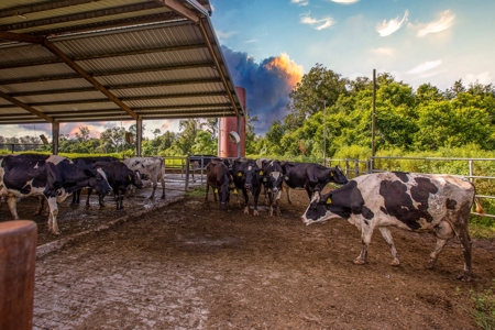695 Ac Dairy Farm In Lafayette County For Only $5.75Mm!!! - image 18