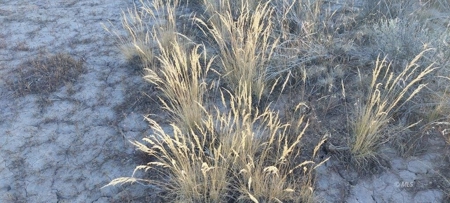 300 +/- Acres/Northern, CA/Farming/Wildlife - image 4