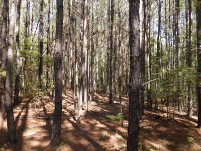 50 Wooded Acres in Scenic Lewis County, TN - image 13