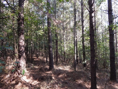 50 Wooded Acres in Scenic Lewis County, TN - image 2