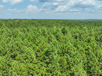 50 Wooded Acres in Scenic Lewis County, TN - image 12