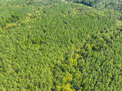 50 Wooded Acres in Scenic Lewis County, TN - image 8