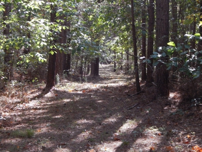 50 Wooded Acres in Scenic Lewis County, TN - image 7