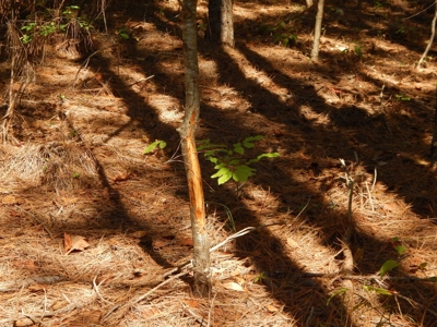 50 Wooded Acres in Scenic Lewis County, TN - image 3