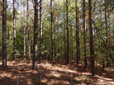 50 Wooded Acres in Scenic Lewis County, TN - image 8