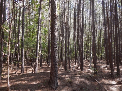 50 Wooded Acres in Scenic Lewis County, TN - image 12