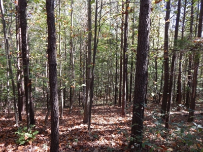 50 Wooded Acres in Scenic Lewis County, TN - image 14