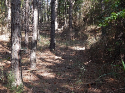 50 Wooded Acres in Scenic Lewis County, TN - image 4