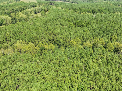 50 Wooded Acres in Scenic Lewis County, TN - image 13