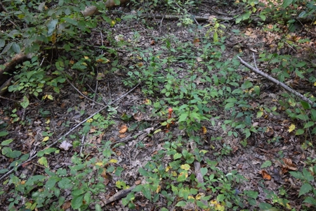 Hunting and Recreational Land for Sale in Spencer County - image 6