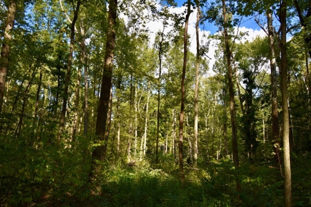 Hunting and Recreational Land for Sale in Spencer County - image 7