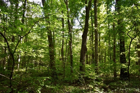 Hunting and Recreational Land for Sale in Spencer County - image 8
