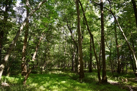 Hunting and Recreational Land for Sale in Spencer County - image 10