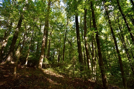 Hunting and Recreational Land for Sale in Spencer County - image 3