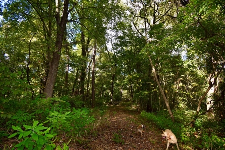 Hunting and Recreational Land for Sale in Spencer County - image 4