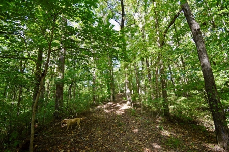 Hunting and Recreational Land for Sale in Spencer County - image 2