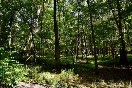 Hunting and Recreational Land for Sale in Spencer County - image 9
