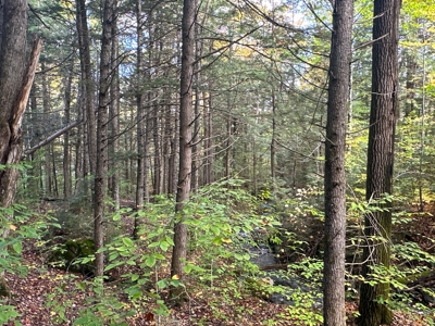 128± Acres of Riverfront Forest Land - image 20