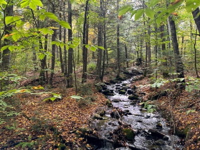 128± Acres of Riverfront Forest Land - image 22