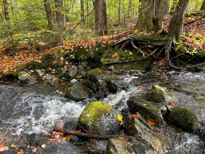 128± Acres of Riverfront Forest Land - image 11