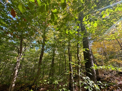 128± Acres of Riverfront Forest Land - image 18