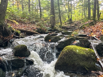 128± Acres of Riverfront Forest Land - image 19