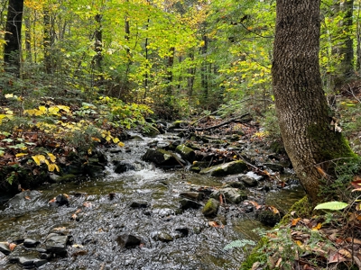 128± Acres of Riverfront Forest Land - image 14