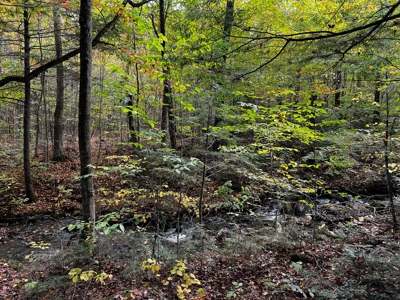 128± Acres of Riverfront Forest Land - image 12