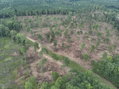 Rural Timberland W/ Creek W/ Utilities for Sale near Camden - image 4