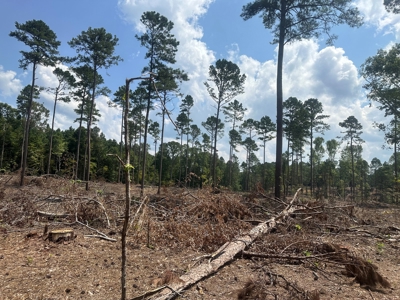 Rural Timberland W/ Creek W/ Utilities for Sale near Camden - image 10