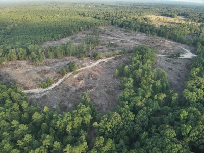 Pine Timberland for in Sale Ouachita Co. W/ Hardwood Creek - image 6