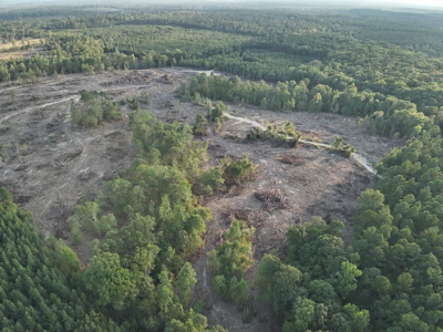 Pine Timberland for in Sale Ouachita Co. W/ Hardwood Creek - image 9