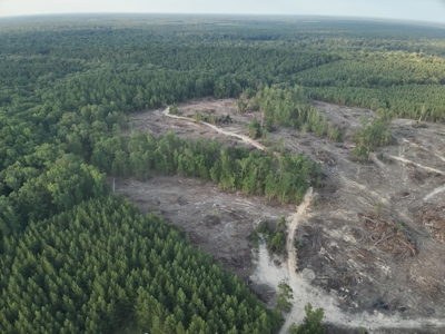 Pine Timberland for in Sale Ouachita Co. W/ Hardwood Creek - image 1