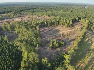 Pine Timberland for in Sale Ouachita Co. W/ Hardwood Creek - image 15