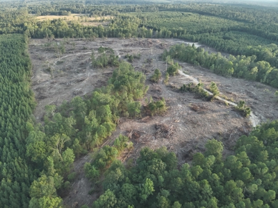 Pine Timberland for in Sale Ouachita Co. W/ Hardwood Creek - image 8