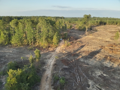 Pine Timberland for in Sale Ouachita Co. W/ Hardwood Creek - image 17