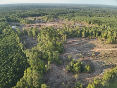 Pine Timberland for in Sale Ouachita Co. W/ Hardwood Creek - image 14