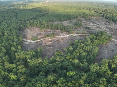 Pine Timberland for in Sale Ouachita Co. W/ Hardwood Creek - image 5