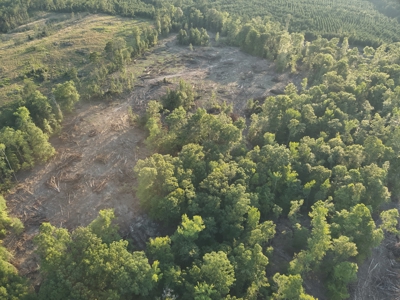 Pine Timberland for in Sale Ouachita Co. W/ Hardwood Creek - image 12