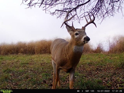 Ultimate Hunting Paradise in Allamakee County, Iowa - image 4