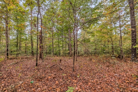 Majestic 29 Acre Property - image 23
