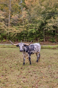 Majestic 29 Acre Property - image 48